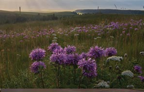 Local Attractions Image